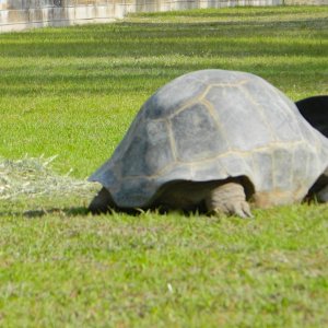 ALDABRA BREEDER