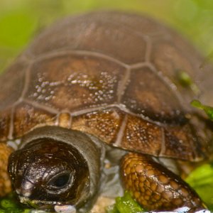 ALDABRA BREEDER