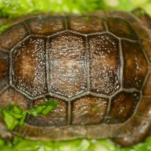 ALDABRA BREEDER