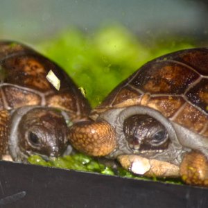 ALDABRA BREEDER