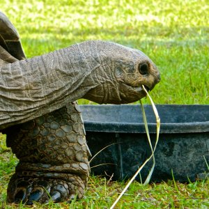 ALDABRA BREEDER