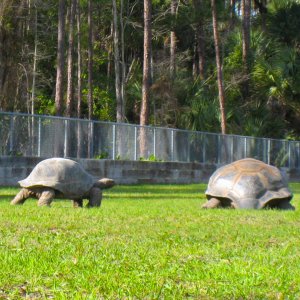 ALDABRA BREEDER