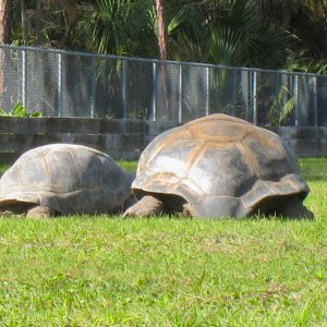 ALDABRA BREEDER