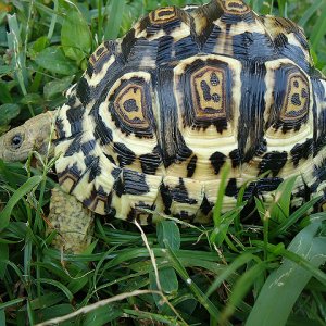 68