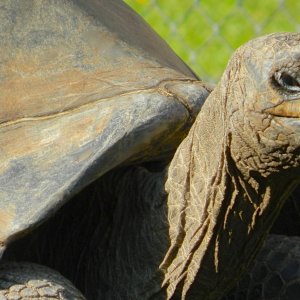 ALDABRA BREEDER