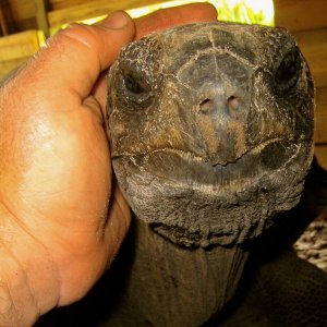 ALDABRA BREEDER