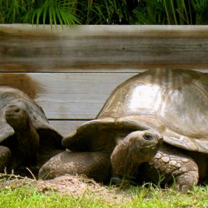 ALDABRA BREEDER