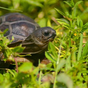ALDABRA BREEDER
