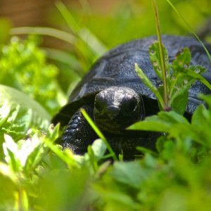 ALDABRA BREEDER