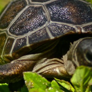ALDABRA BREEDER