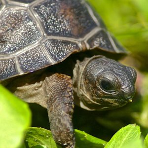 ALDABRA BREEDER