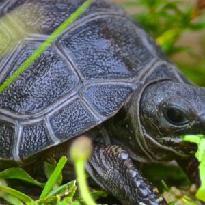 ALDABRA BREEDER