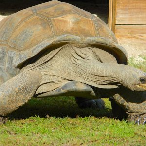 ALDABRA BREEDER