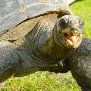 ALDABRA BREEDER