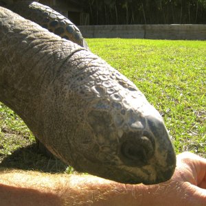ALDABRA BREEDER