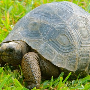 ALDABRA BREEDER