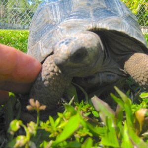 ALDABRA BREEDER