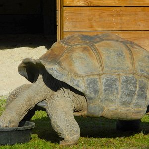 ALDABRA BREEDER