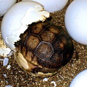 ALDABRA BREEDER