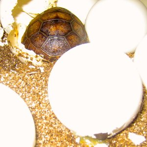 ALDABRA BREEDER