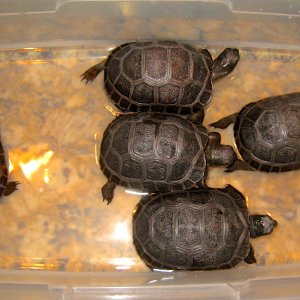 ALDABRA BREEDER