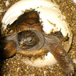 ALDABRA BREEDER