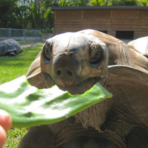 ALDABRA BREEDER