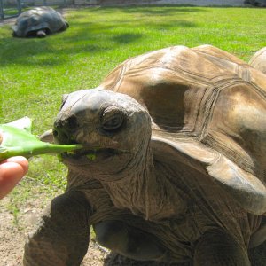 ALDABRA BREEDER