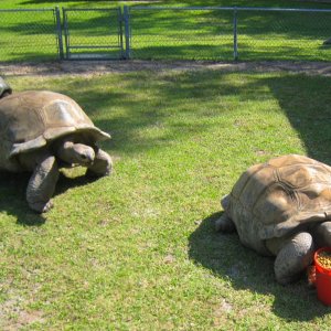 ALDABRA BREEDER