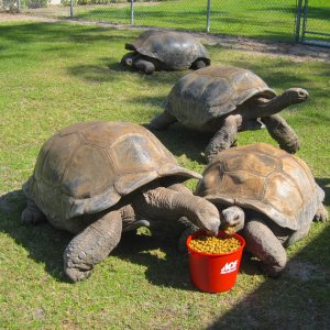 ALDABRA BREEDER