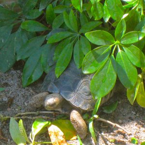 ALDABRA BREEDER