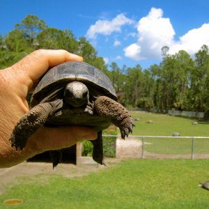 ALDABRA BREEDER