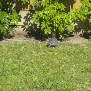 ALDABRA BREEDER