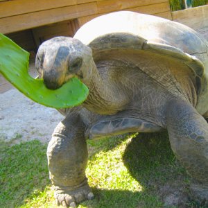 ALDABRA BREEDER