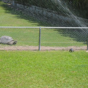 ALDABRA BREEDER