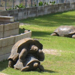 ALDABRA BREEDER