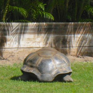 ALDABRA BREEDER