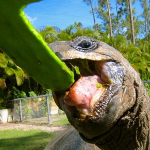 ALDABRA BREEDER
