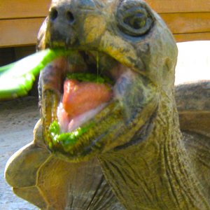 ALDABRA BREEDER