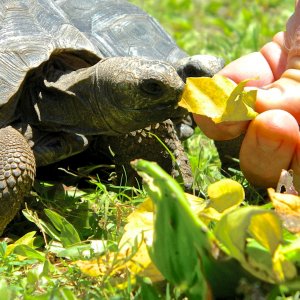 ALDABRA BREEDER