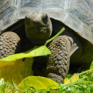 ALDABRA BREEDER