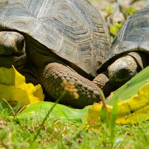 ALDABRA BREEDER
