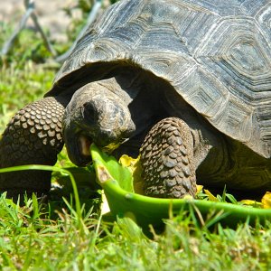 ALDABRA BREEDER