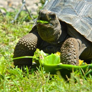 ALDABRA BREEDER
