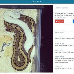 adams_reptiles_pretrade_exchange2