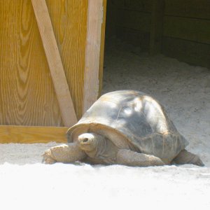 ALDABRA BREEDER