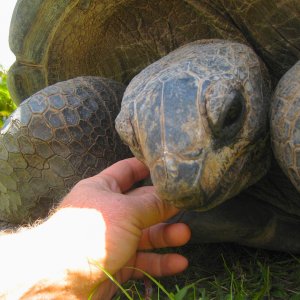 ALDABRA BREEDER
