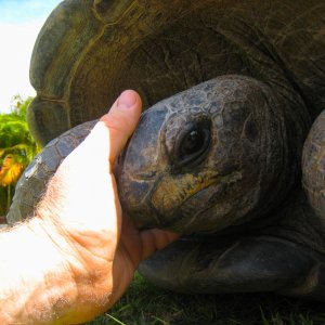 ALDABRA BREEDER