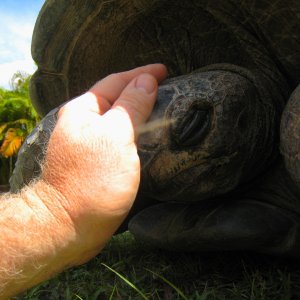 ALDABRA BREEDER