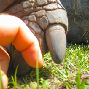 ALDABRA BREEDER